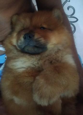 Filhotes de chow chow