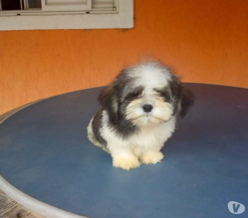 Lhasa Apso filhote machinho em promoção.