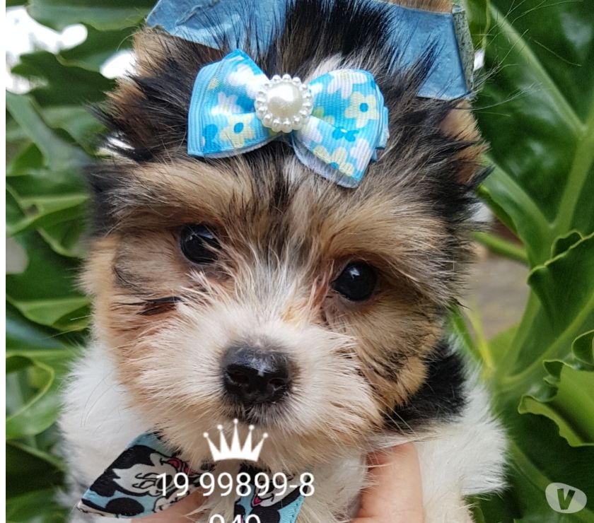 Lindos filhotes de Yorkshire Terrier e Biewer a venda