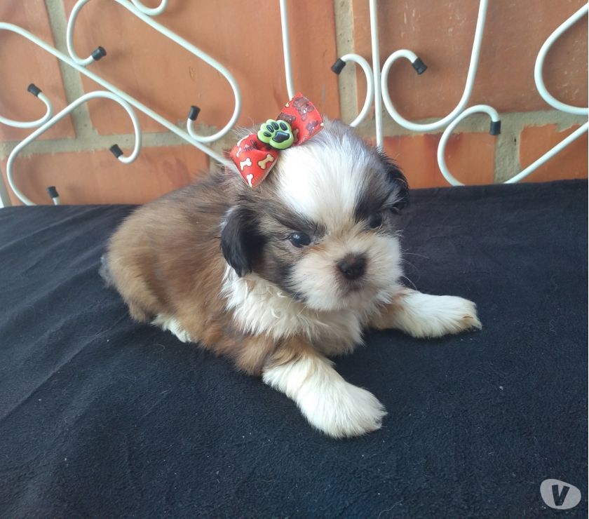 Shih Tzu macho micro fucinho 0