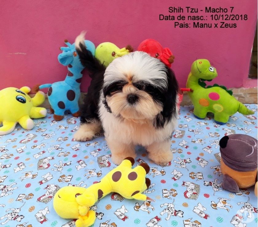 Shih tzu macho com 3 doses de vacina - 