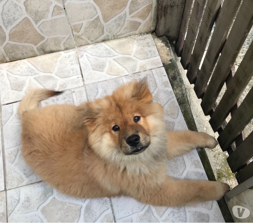 Vende-se Chow Chow macho vacinado