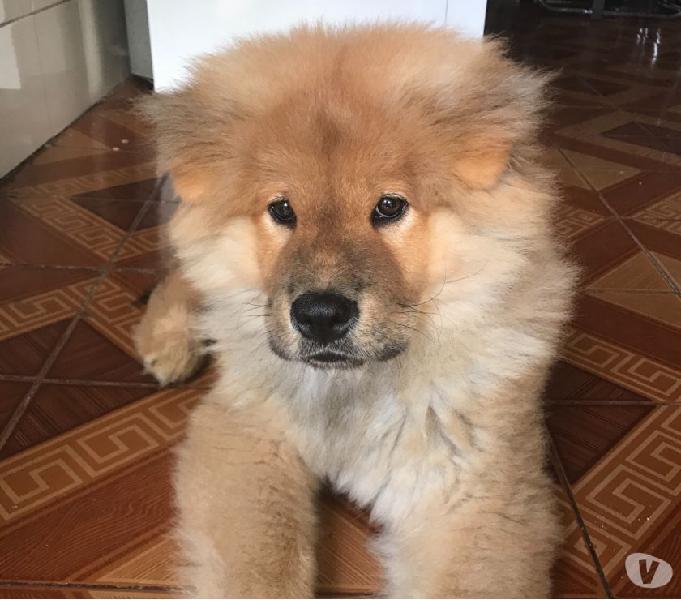 Vende-se Chow Chow macho vacinado