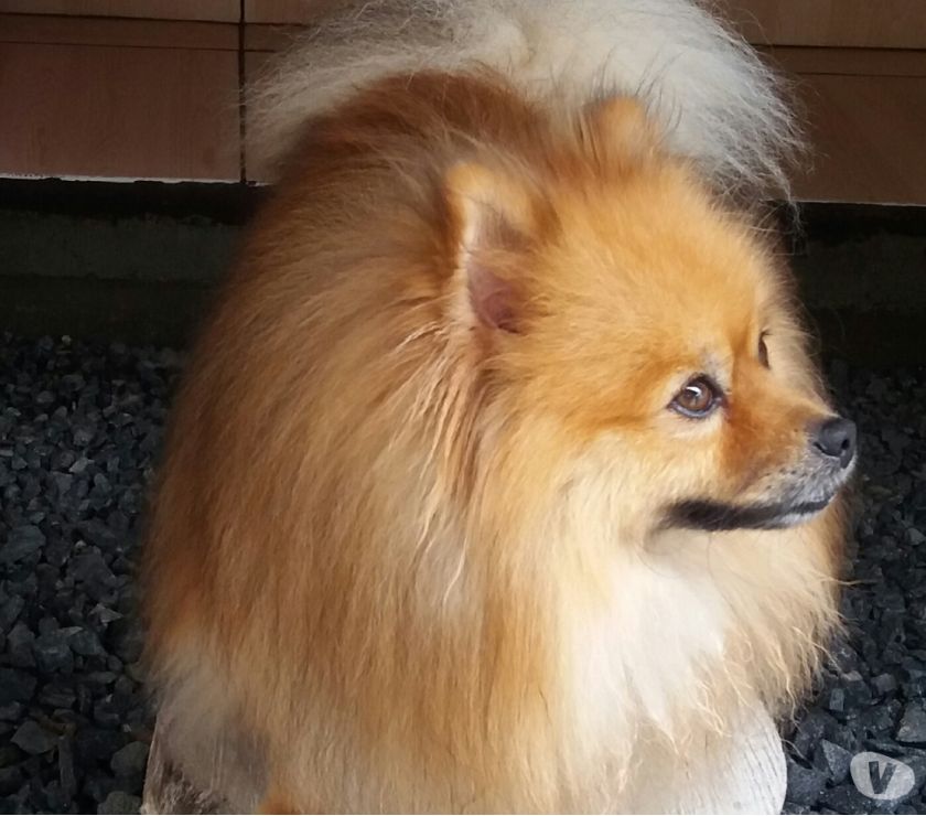 Vende se filhotes de lulu da pomerania