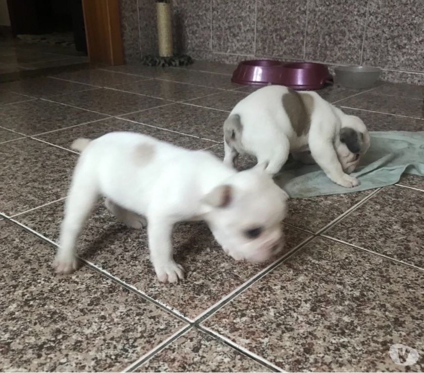 Vendo boodog francês