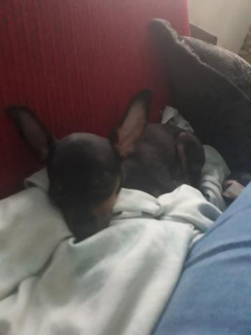 Vendo um pinscher macho