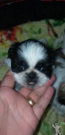 vendo filhote de shih-tzu