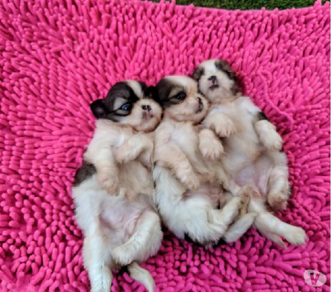 Shih Tzu