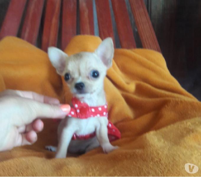 Chihuahua miniatura