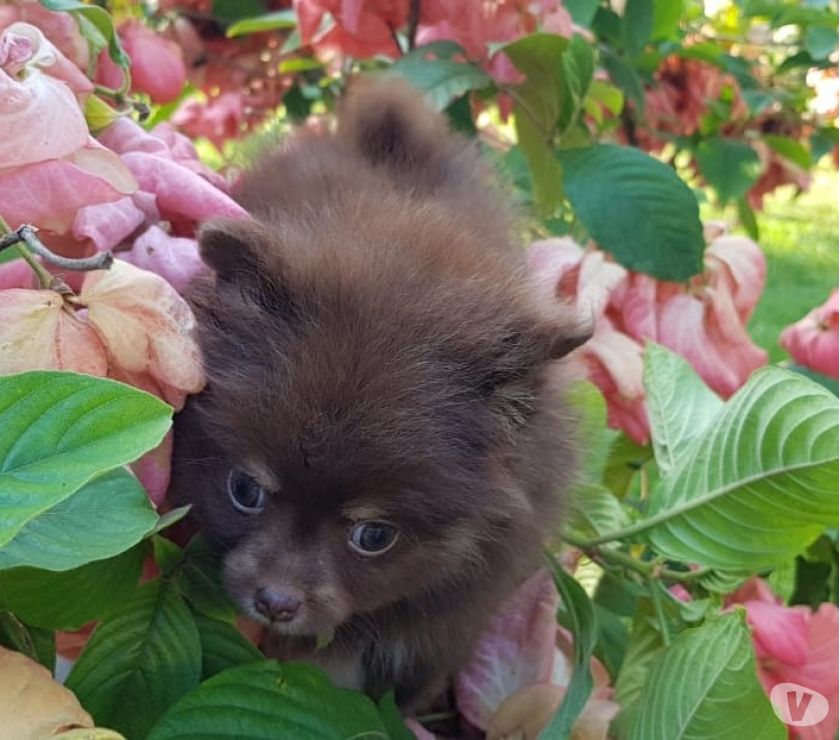 Spitz alemão Lulu da Pomerânia chocolate anã