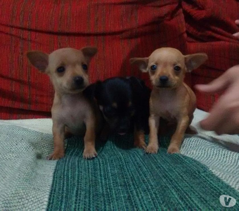 FILHOTES PINSCHER MINIATURINHAS LINDAS