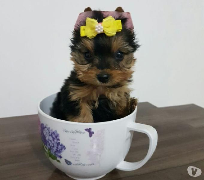 Filhotinhos de Yorkshire terrier