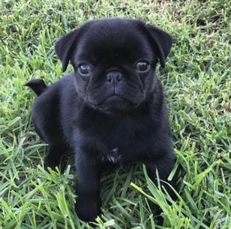 PUG