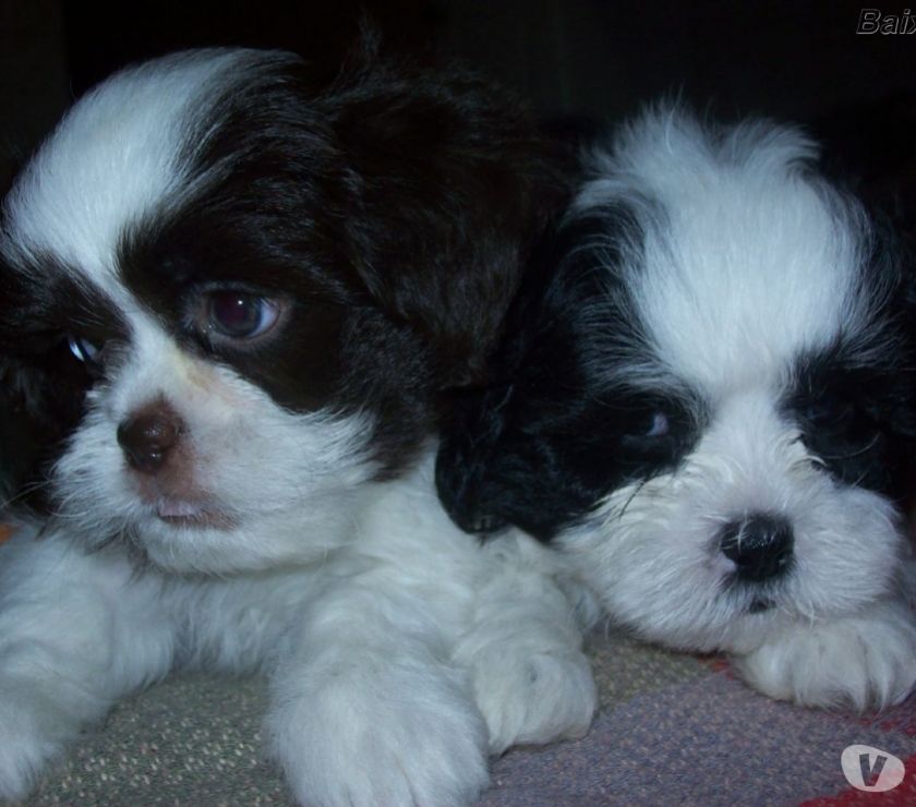 Shih Tzu filhotes (parcelo nos cartões)