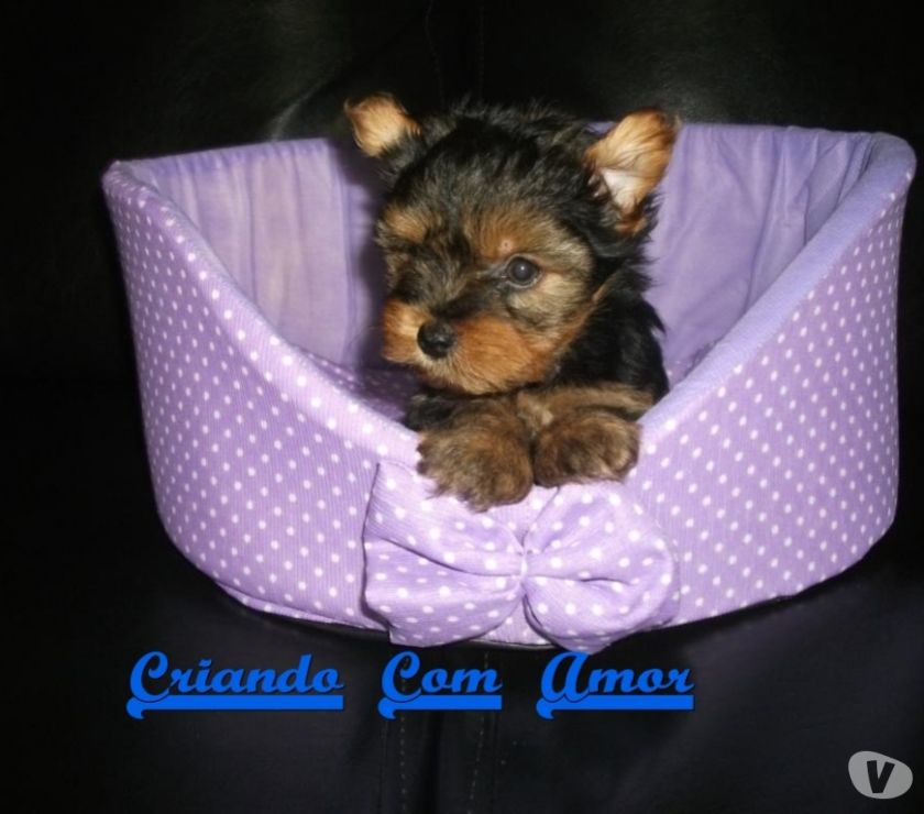 YorkShire Terrier Filhotes de Excelente Linhagem