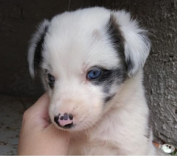 Border Collie