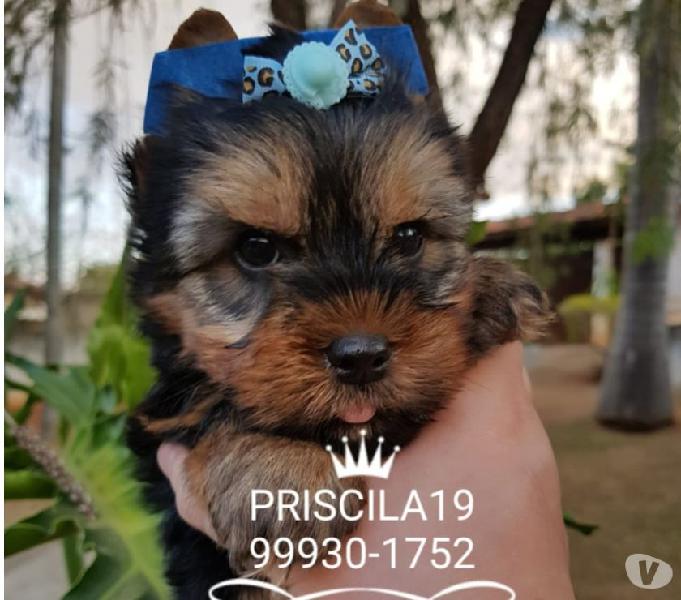 Disponiveis Machos de Yorkshire terrier