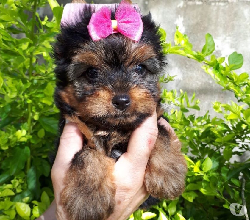 Ursinhos fofos, filhotes de Yorkshire terrier