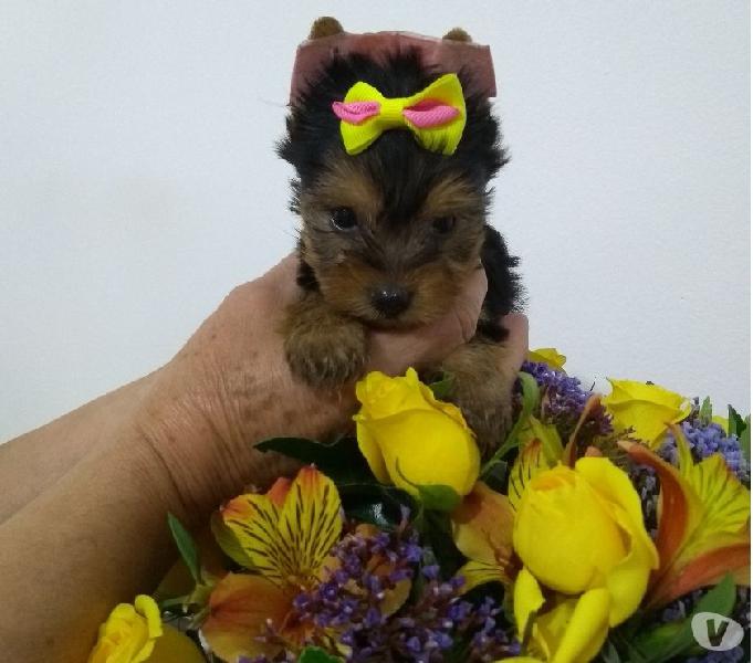 Filhotes disponiveis Yorkshire terrier