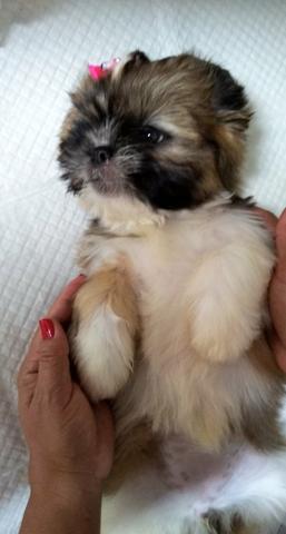 Cachorrinha Shih Tzu