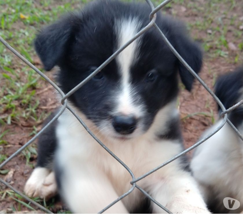 Filhotes de border collie