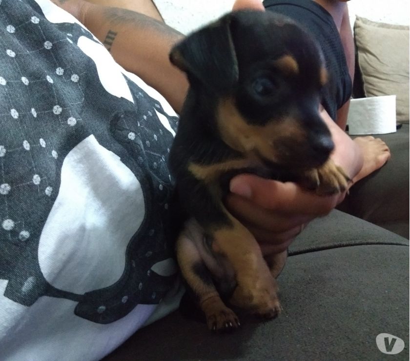 Vendo casal de pinscher