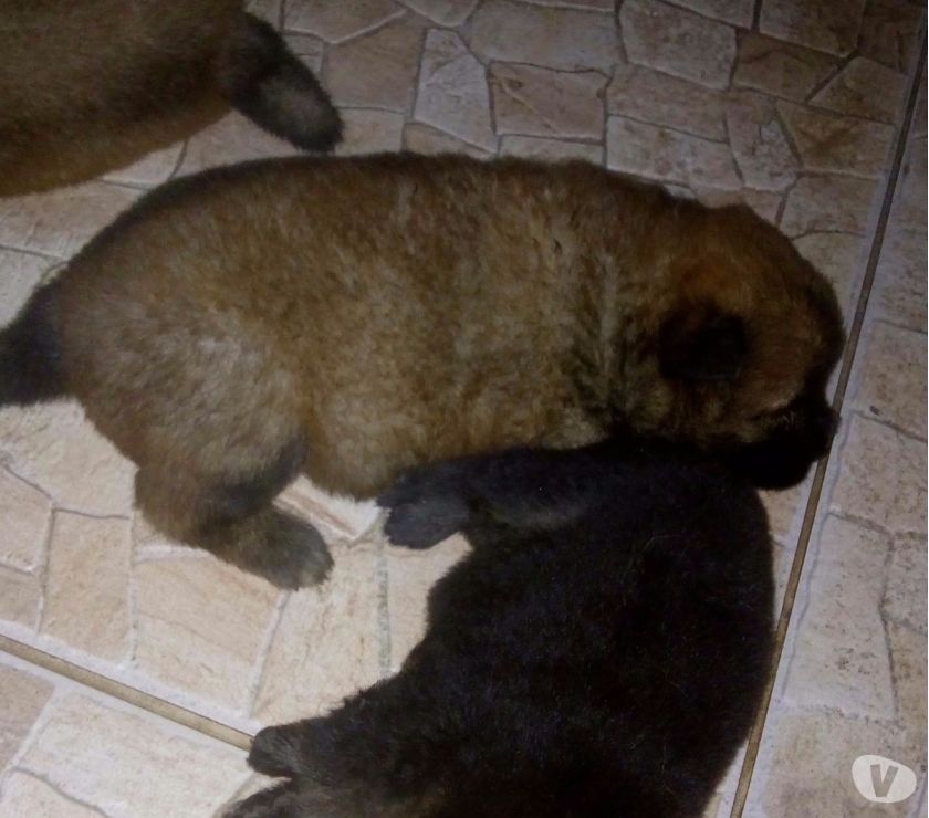 Filhotes de Chow Chow