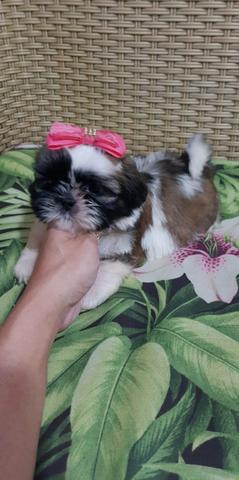 Shih-Tzu. Bebês de Shih Shihtzu