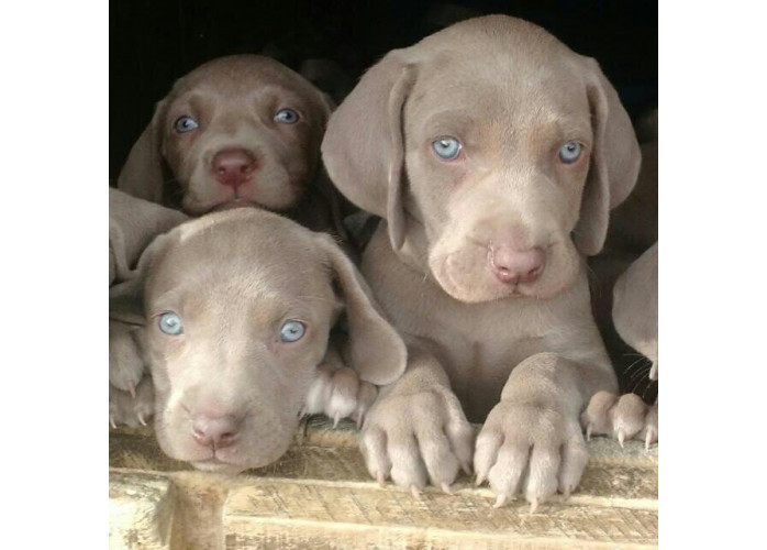 Filhotes de Weimaraner