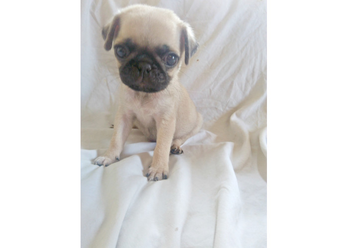 Pug femea minizinha