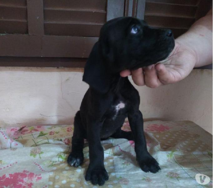 Filhotes de Cane Corso