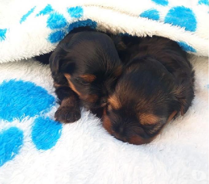 Lindas Bebês Yorkshire Porte bem Pequeno