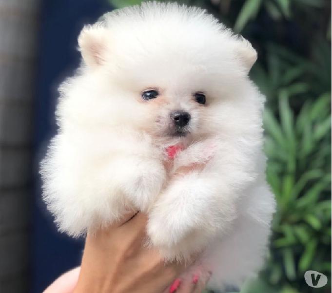 Vendas: SPITZ ALEMÃO ANÃO