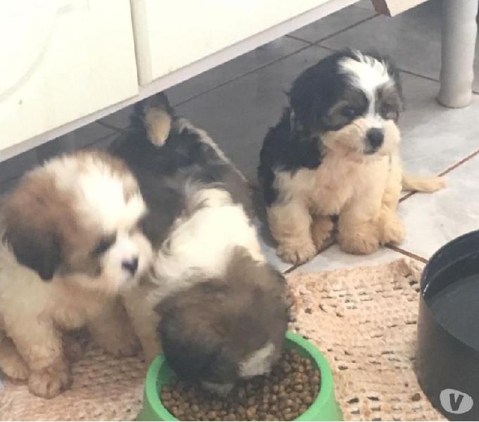 Venda de filhotes da raça lhasa apso.