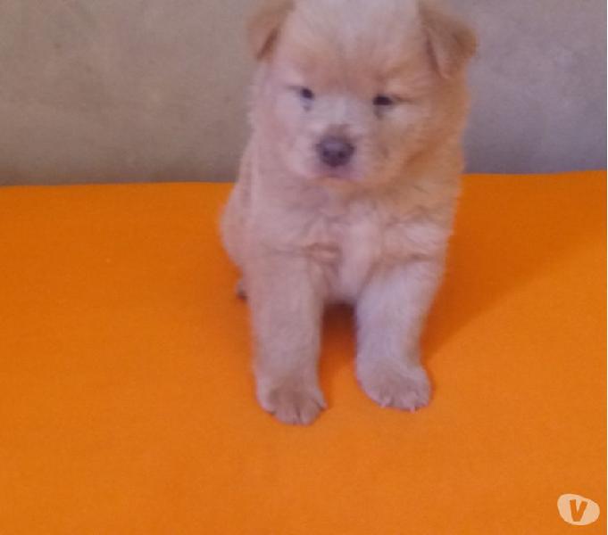 Chow chow à venda