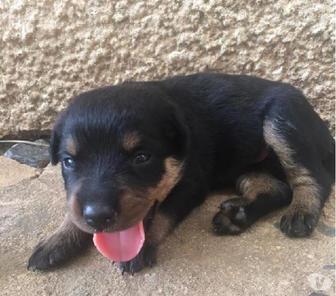 Lindos filhotes de Rottweiler