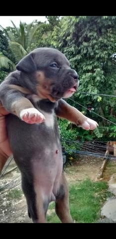 American Bully