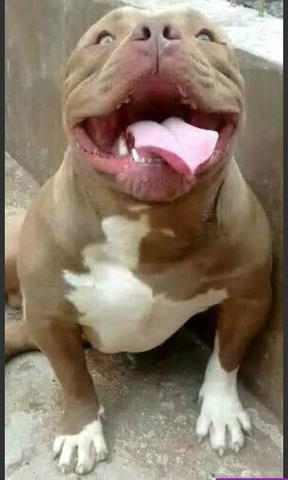 American Bully red noze 47 
