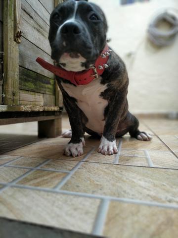 American bully