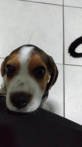 Beagle Vacinada e Vermifugada