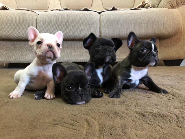 Bulldog Francês