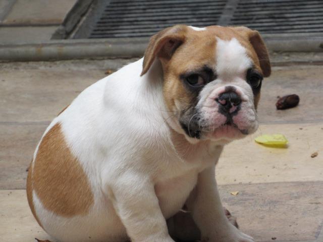 Bulldog Francês Macho - Filhote Branco Fulvo