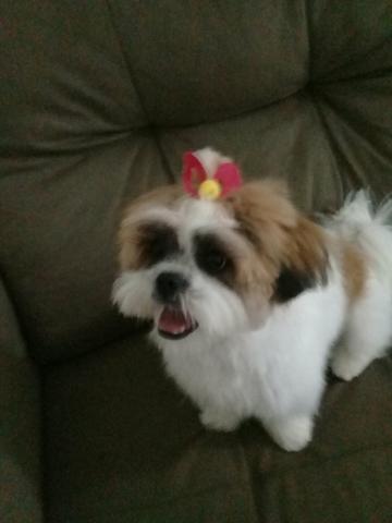 Cahorra shih Tzu