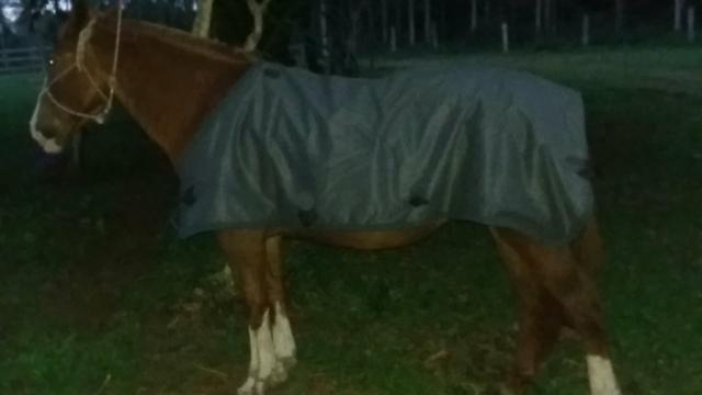 Capas para cavalo em ótimo preço!!!