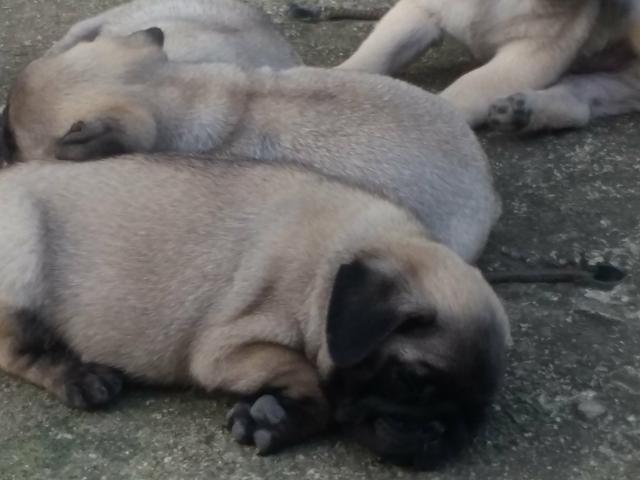 Casal de Pug