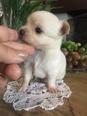 Chihuahua Filhote pequenos