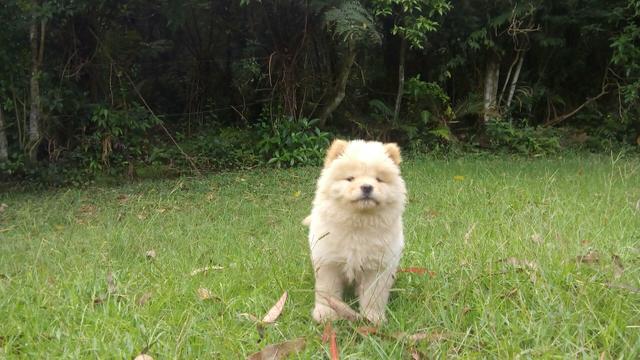 Chow Chow fêmea linda filhota