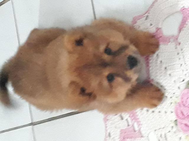 Chow-chow