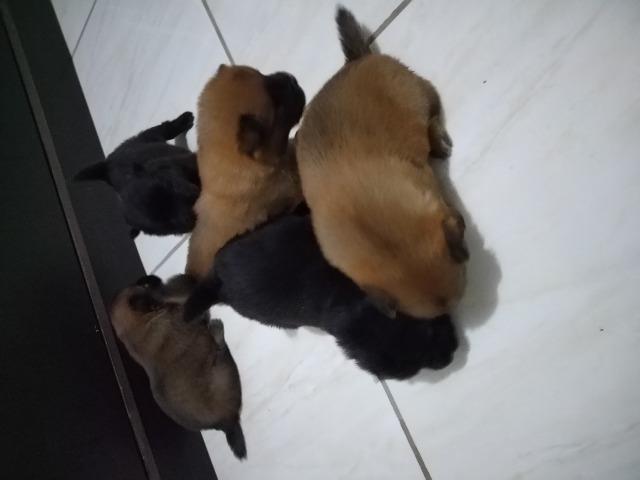 Chow-chow