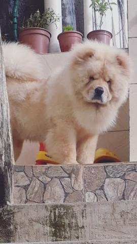 Chow chow Reprodutor cruzamento